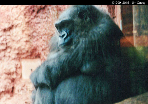 A gorilla sits at he OKC zoo