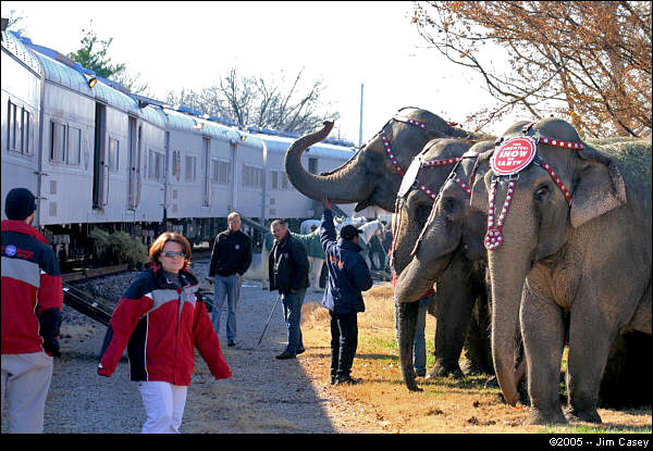 Barnum and Baily Circus elephants