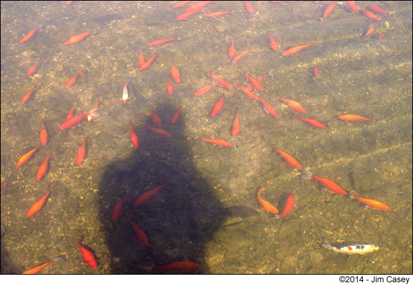 Cold Gold Fish In Big Spring Lagoon