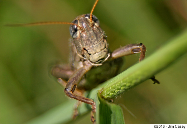 The Wisdom Of Grasshopper