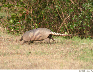 The invincible armadillo