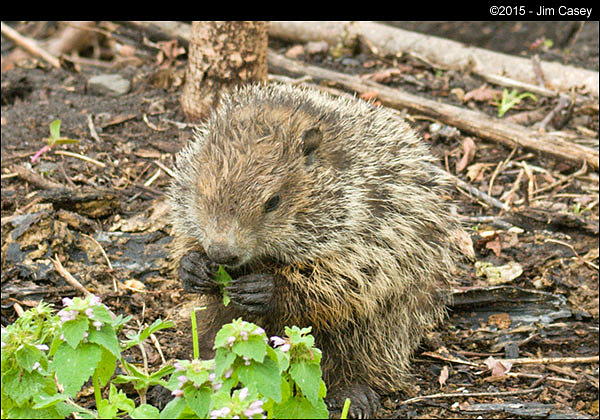 Groundhog Awakening