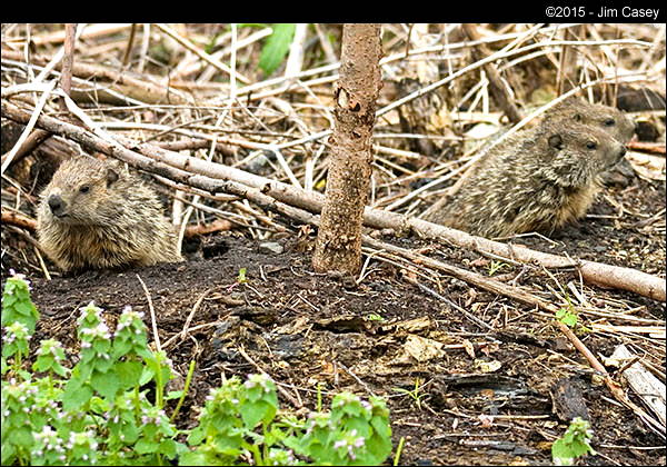 Groundhog Awakening