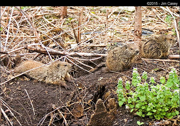 Groundhog Awakening