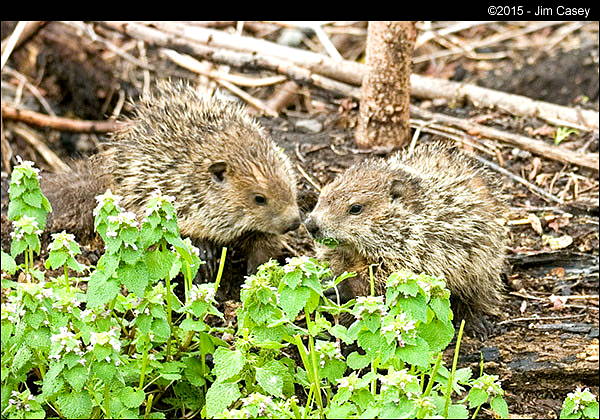 Groundhog Awakening