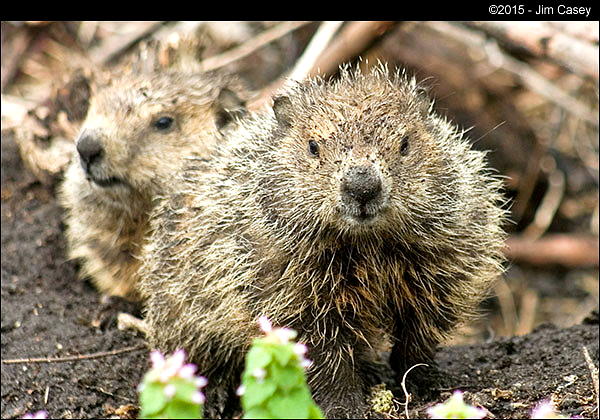 Groundhog Awaning