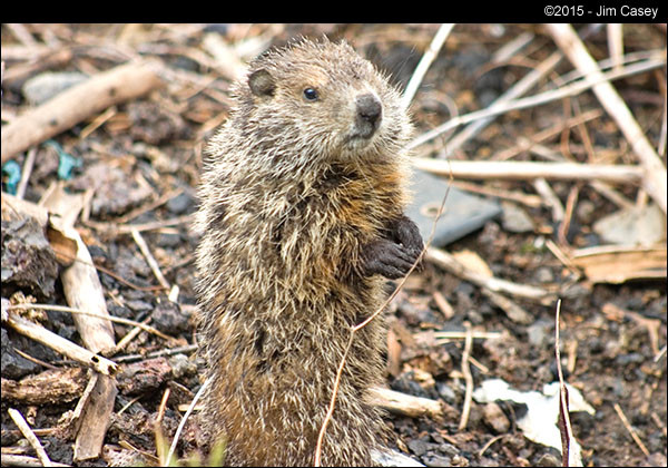 Groundhog Awakening