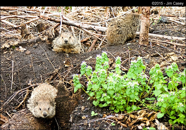 Groundhog Awakening