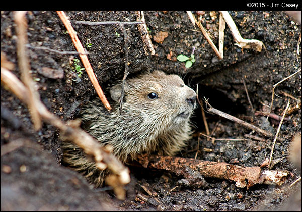 Groundhog Awakening