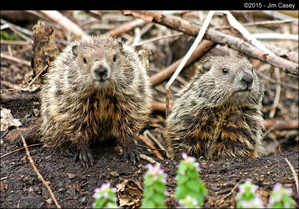 Groundhog Awakening