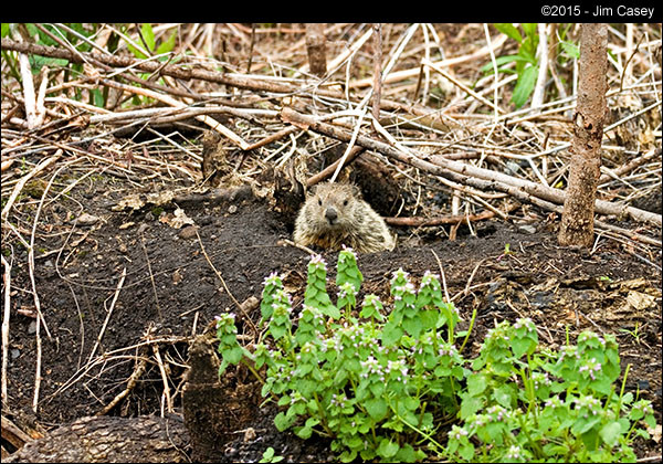 Groundhog says wassup?