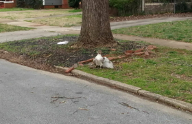 Hawk gets a squirrel at the drive through