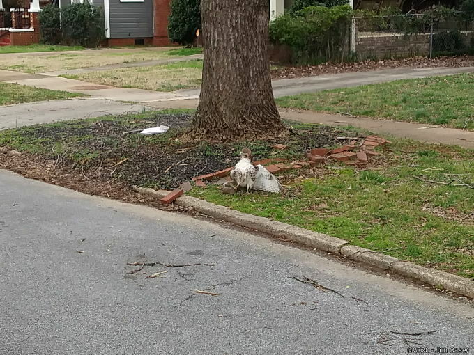 Hawk gets a squirrel at the drive through