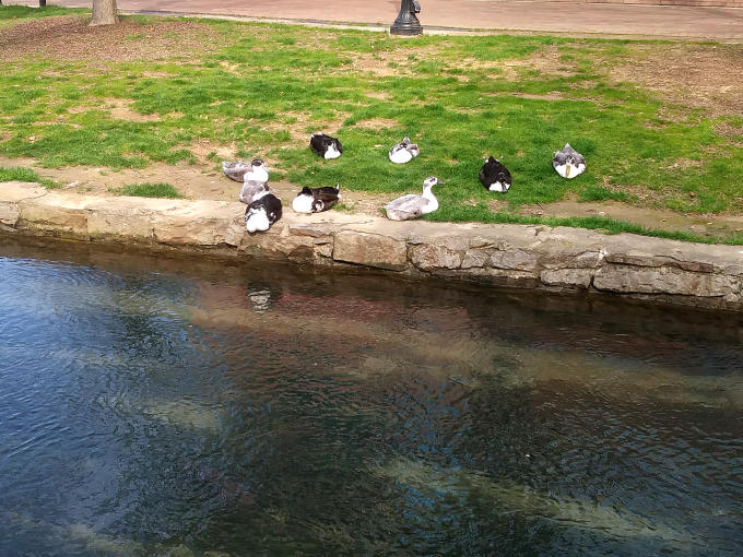 Corona Virus - Ducks in Big Spring Park