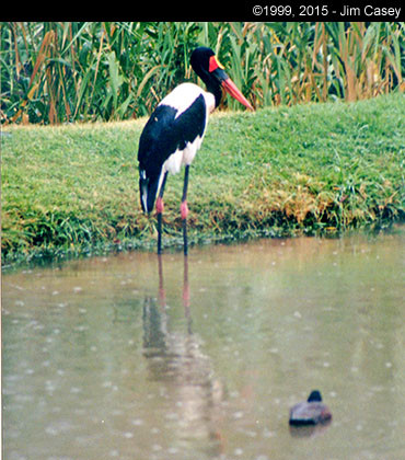 An exotic bird at the OKC zoo.