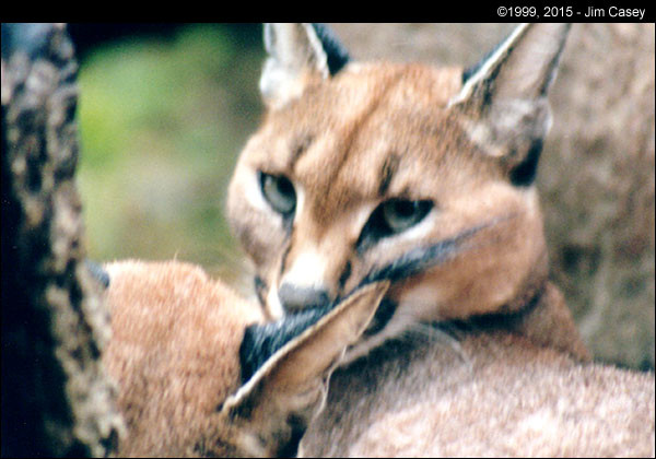 A lynx at the OKC zoo.