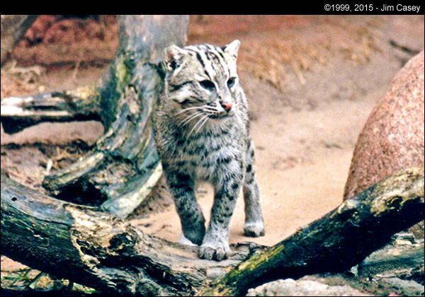 A Bobcat at the OKC Zoo