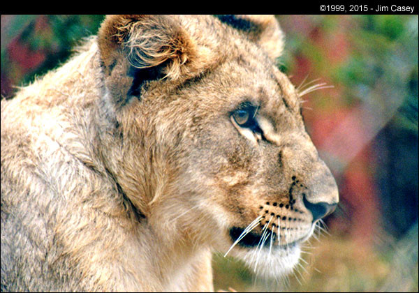 A lion casts his gaze at the Oklahoma City zoo.