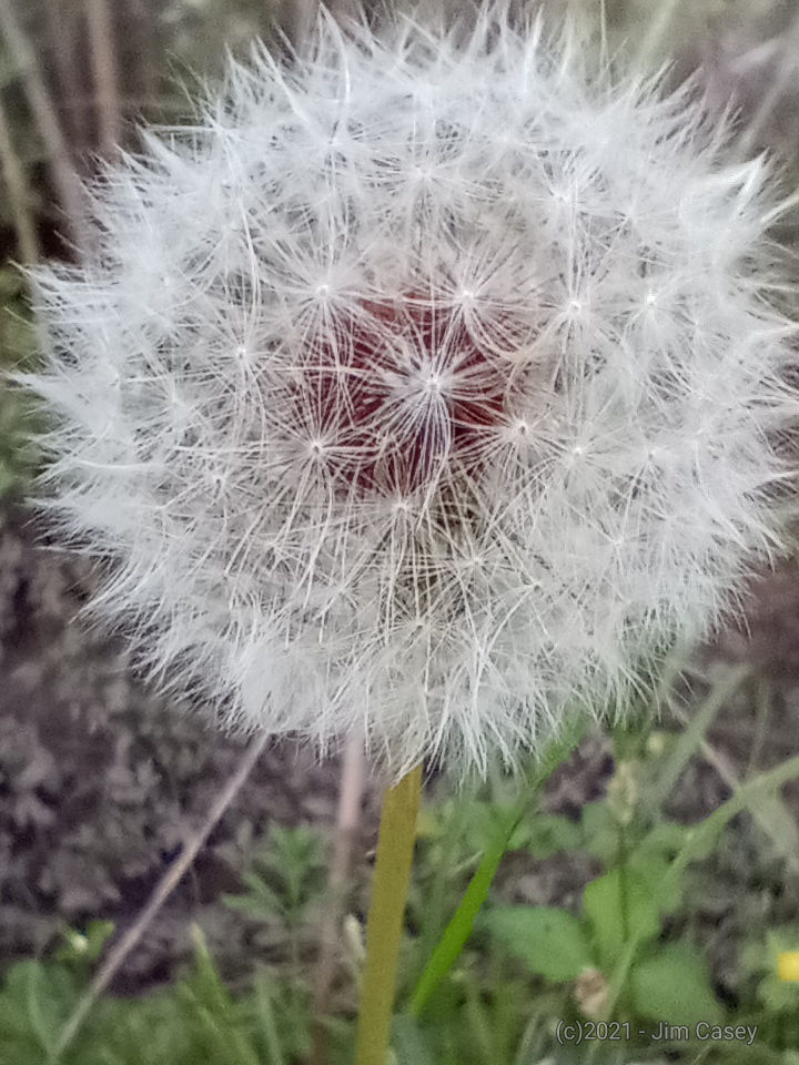 Dandelion