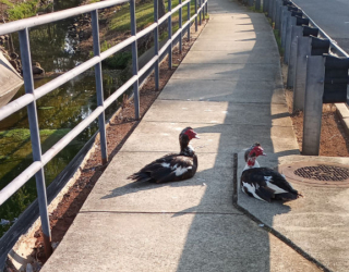 Ducks on the faiway looking for one more round...