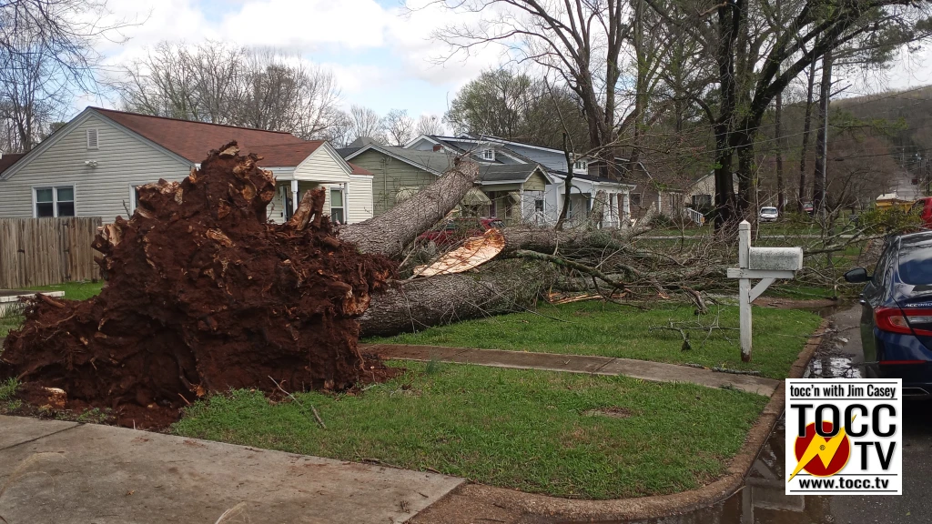 High winds down a tree in Huntsvilles Five Points District on Beirne Ave.