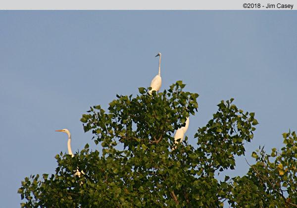 Believe it or not I photographed these Great White Egrets smack in the middle of downtown Huntsville at an undisclosed location. Even more remarkable than getting these three in one frame is that there is a fourth in the top of the tree to the right.