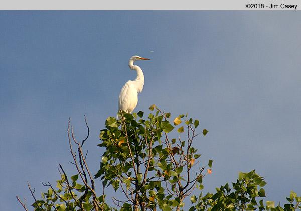 And this prissy girl had no intent to fly as she sat in the tree top, still preening and tossing away tufts of feathers.