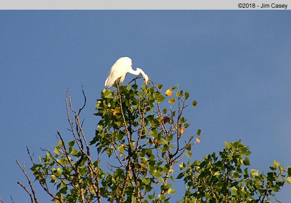 These birds are herons, but not to be confused with Great White Herons, or White Phase Herons, as sometimes called and whose habitat is much more limited primarily to Florida.