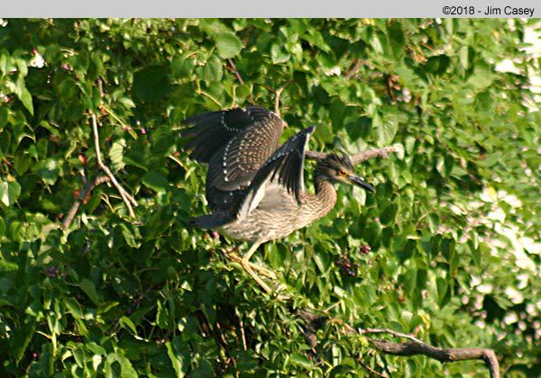 LeftRight This little guy has been around before when I was photographing Blue Herons. I have no clue what he is, but a beautiful looking bird no doubt.