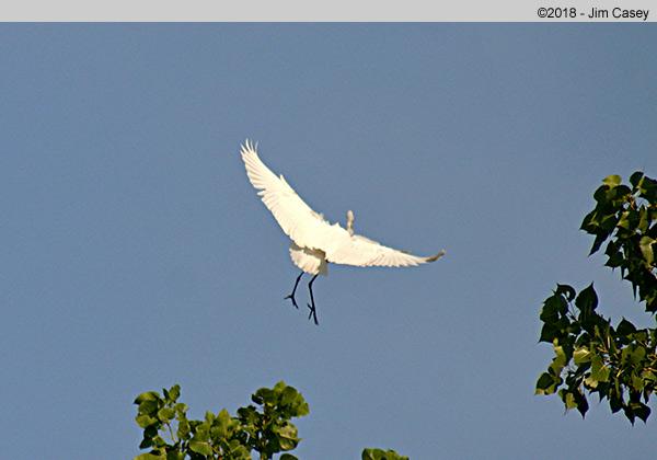 These birds behave much like the Blue Herons. When low on the water, you can't sneak up on one because they'll fly at the first glimpse even from a 100 yards away.