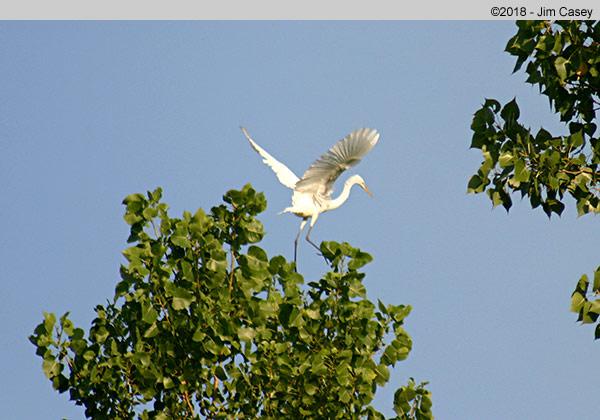 Even though the first three flew right away, it was because they were just ready. When up in the trees, you can't shake a stick at 'em to get them to take flight. I waited for this one forty minutes before she finally showed her wing span.