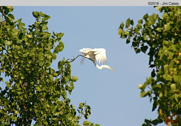 This is the August 2018 Cover photo. While it looks a bit like she's taking a dive out of the branches, actually I just caught a frame as she passed behind the trees.