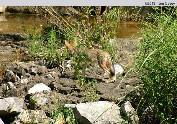 I've heard of wolves around Huntsville, and I've even seen and heard a pack of Coyotes, but this was my first wolf sighting in the wild - also smack in downtown Huntsville. Photographed at a different time than the Egrets, I had to go back for the camera. When I returned, I was only able to catch this one of five in the wolf pack as the others headed for the bushes just 30 seconds faster than I could point and shoot.