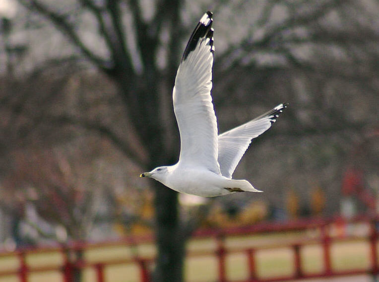 peace