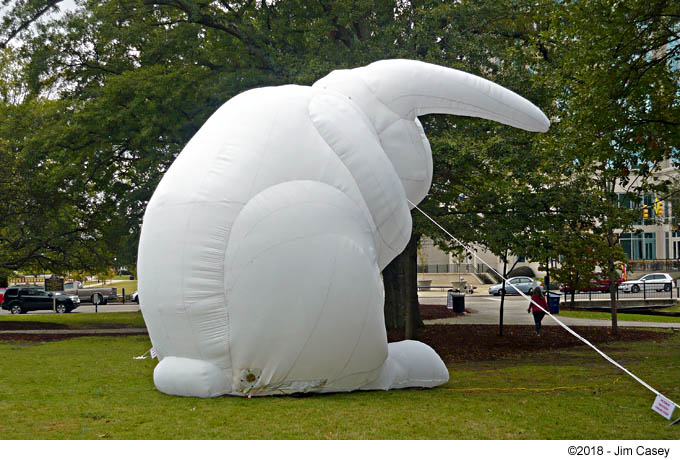 Fujnky White Rabbits Intrude On Big Spring Park
